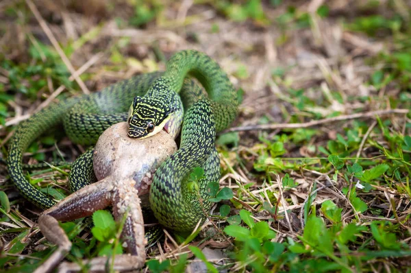 Serpent Vert Mangeant Une Grenouille — Photo