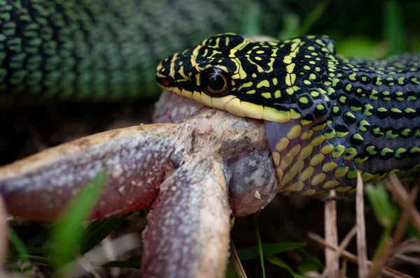 Serpent Vert Mangeant Une Grenouille — Photo