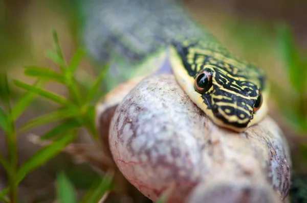 Serpent Vert Mangeant Une Grenouille — Photo