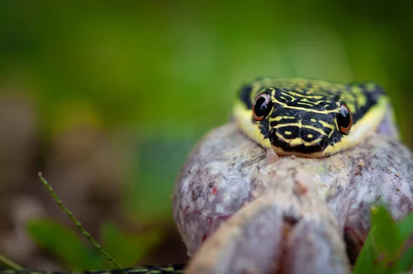 Yeşil Palmiye Yılanı Kurbağa Yiyor — Stok fotoğraf