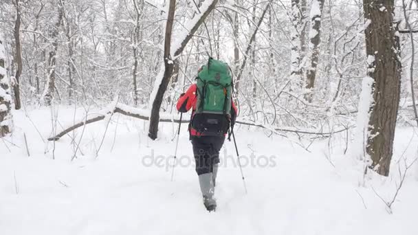 Uomo anziano caucasico sorridente con bastoni escursionistici cammina attraverso una foresta innevata. fitta macchia fitta di alberi e radici nella foresta innevata. Concetto di escursione e viaggio, vista laterale posteriore 60 fps — Video Stock