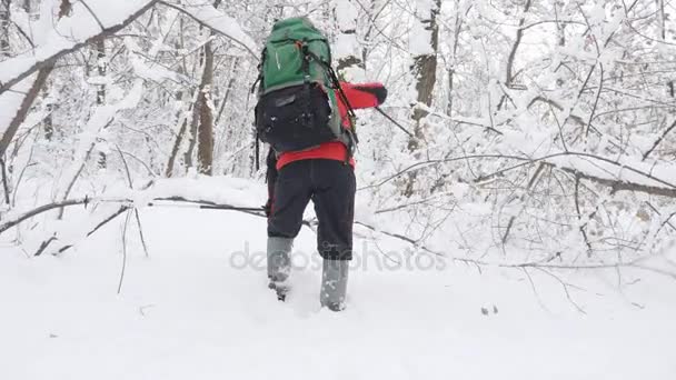 Viejo hombre caucásico se abre camino con bastones de senderismo a través de matorrales en un denso bosque nevado. Grueso matorral denso de árboles y raíces en el bosque cubierto de nieve. Caminata y concepto de viaje, la nieve es — Vídeos de Stock