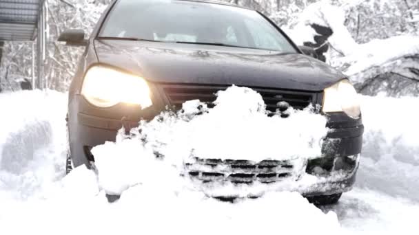 Zwarte auto rijdt langzaam in een besneeuwde forest, dikke dichte struikgewas van bomen en wortels in in het besneeuwde bos. Wandelen en reizen concept 60 fps — Stockvideo