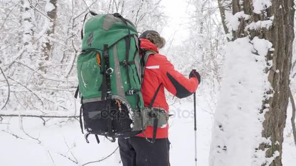 Viejo hombre caucásico se abre camino con bastones de senderismo a través de matorrales en un denso bosque nevado. Grueso matorral denso de árboles y raíces en el bosque cubierto de nieve. Caminata y concepto de viaje, la nieve es — Vídeo de stock