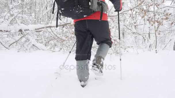 Homem caucasiano velho faz o seu caminho com Hiking Sticks através de moitas em uma densa floresta nevada. Espessa densa moita de árvores e raízes na floresta coberta de neve. Caminhada e conceito de viagem, a neve é — Vídeo de Stock