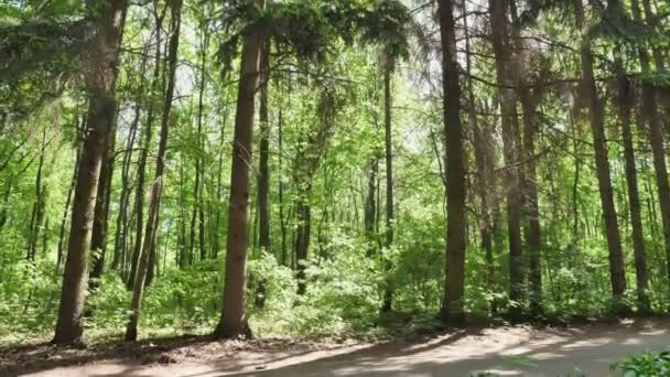 年轻运动女孩在面纱奔跑, 慢跑在绿色公园, 森林, 前面边看法 50 fps — 图库视频影像