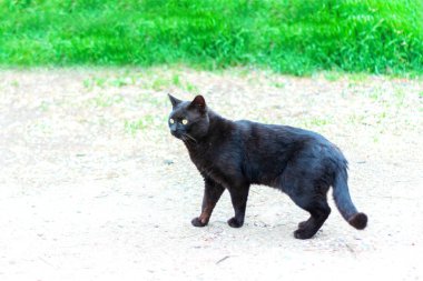 Siyah bir kedinin portresi 