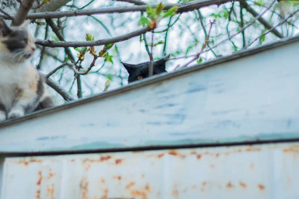 Portrét Kočky Stromě Barvy Kočka Černá Kočka — Stock fotografie