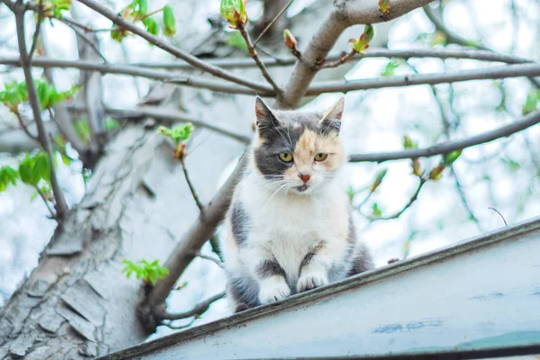 portrait of a cat on a tree. 3 color cat