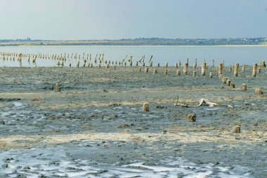 Deniz burnu, kumlu sahilde ahşap yığınları.
