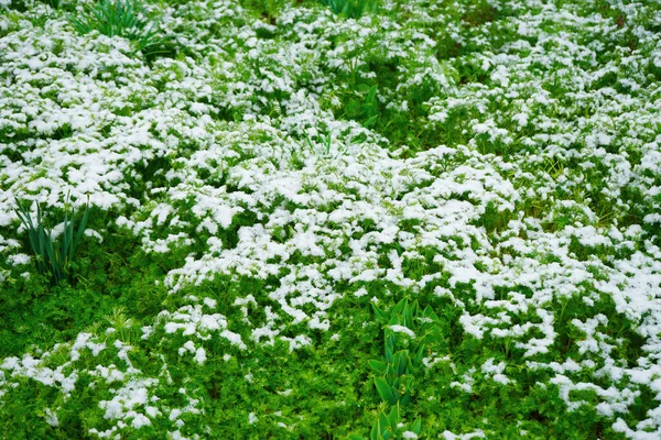 Hierba Verde Cubierta Nieve Primavera Campo Verde Con Nieve — Foto de Stock