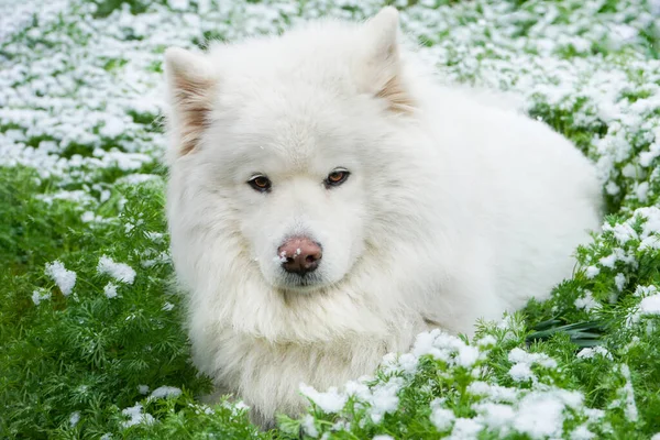 白い犬が雪に覆われた緑の草の中に隠れている サモイドの肖像画 春の時間だ 雪の緑の野 — ストック写真