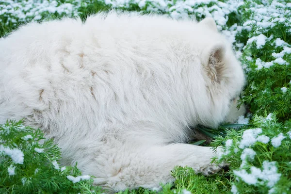 White dog is hiding in the green grass covered with snow. Portrait of Samoyed. spring time. green field with snow.