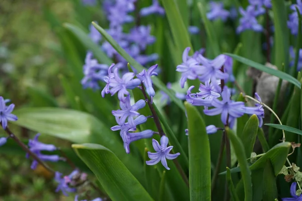 Spring Garden Purple Hyacinth Beautiful Flowers Gardening Landscaping Postcard Royalty Free Stock Photos