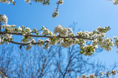 Mavi gökyüzünün arka planında çiçek açan ağaçlar ve arılar. Beyaz çiçek açan, kiraz ağacının çiçek açan dalları. Bulanık arkaplan
