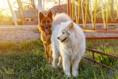 Gün batımında güzel köpekler. Samoyed köpeği ve Alman çoban köpeği parkta yürüyor.
