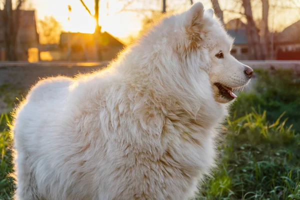 Portrét Krásného Bílého Psa Samojed Pes Při Západu Slunce — Stock fotografie