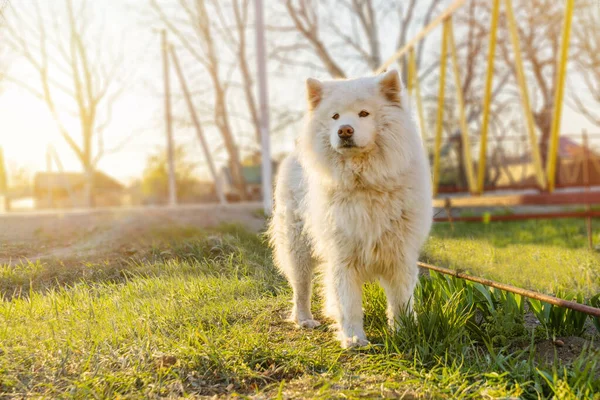 Retrato Hermoso Perro Blanco Perro Samoyedo Atardecer —  Fotos de Stock