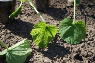 Bahçede genç yeşil fidan