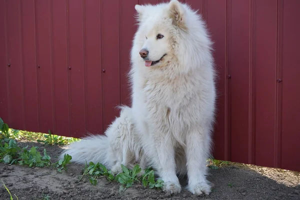 Samoa Ogrodzie Piękny Biały Pies Czerwonym Tle Rasowy Pies — Zdjęcie stockowe