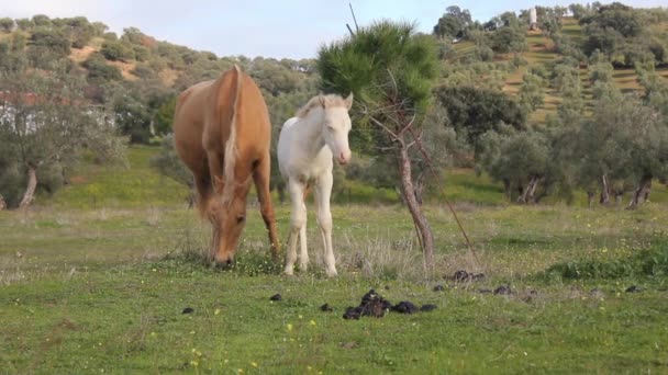 Mare Och Hennes Föl Som Bete Fältet — Stockvideo