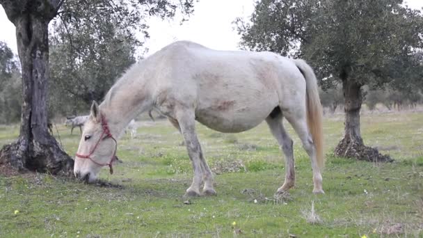 Білий Кінь Пасеться Полі — стокове відео