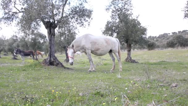 Caballo Blanco Pastando Campo — Vídeo de stock