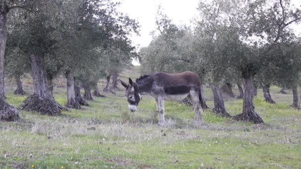 Szamár Egy Olajbogyó Területeken Legeltetett — Stock videók