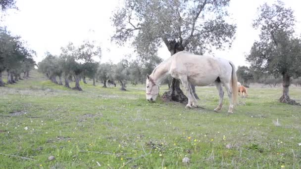 Білий Кінь Пасеться Полі — стокове відео