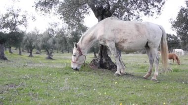 Beyaz at tarlada otluyor. 