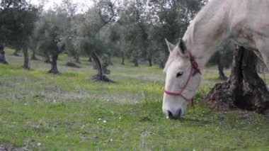 Beyaz bir at alanında otlatma Close-Up