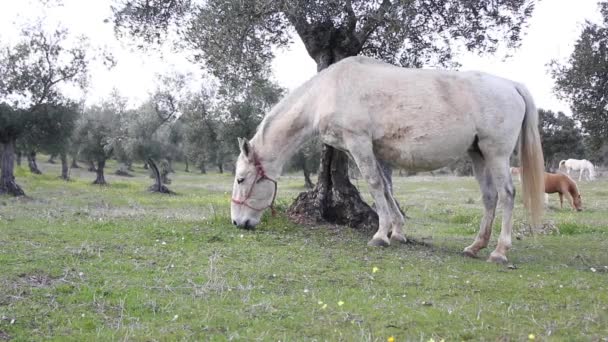 Caballo Blanco Pastando Campo — Vídeo de stock