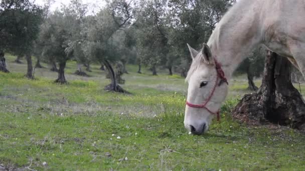 Κοντινό Πλάνο Του Ένα Άσπρο Άλογο Που Βόσκει Στο Πεδίο — Αρχείο Βίντεο