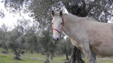 Beyaz bir at alanında otlatma Close-Up