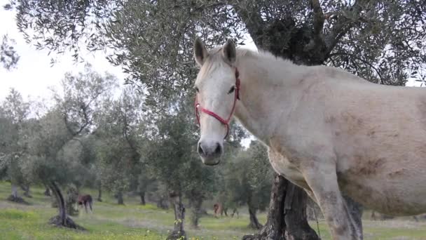 Nahaufnahme Eines Weißen Pferdes Das Auf Dem Feld Weidet — Stockvideo