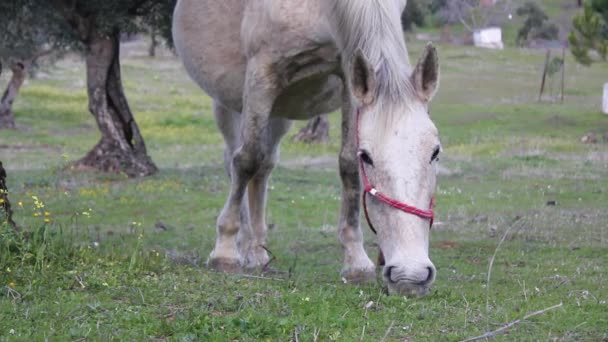 フィールドで放牧白い馬のクローズ アップ — ストック動画