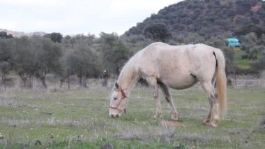 Beyaz at tarlada otluyor. 