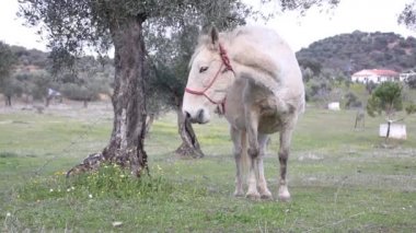Beyaz at tarlada otluyor. 