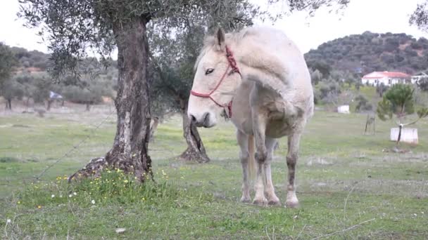 Witte Paarden Grazen Een Veld — Stockvideo