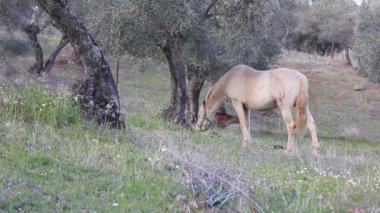 Bir zeytin alanında otlatma at