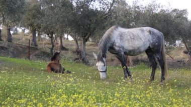 Gri atı zeytin alanında otlatma