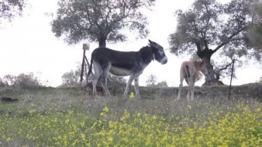Bir eşek ve at tayı günbatımı bir zeytin alanında