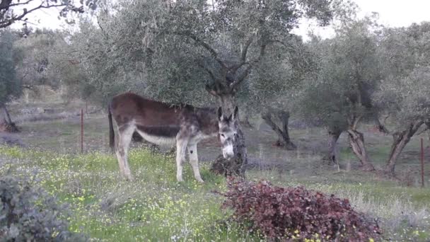 Burro Pastando Campo — Vídeo de stock