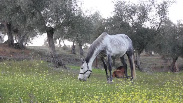 Серый Конь Пасущийся Оливковом Поле — стоковое видео
