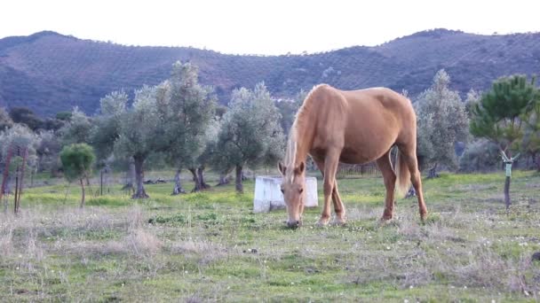 Caballo Marrón Pastando Campo Olivo Atardecer — Vídeo de stock