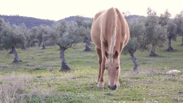 Καφετί Άλογο Που Βόσκει Έναν Τομέα Της Ελιάς Στο Ηλιοβασίλεμα — Αρχείο Βίντεο