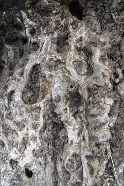 Old and wrinkled tree bark texture