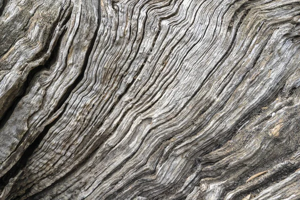 Stara Pomarszczona Struktura Kory Drzewa — Zdjęcie stockowe