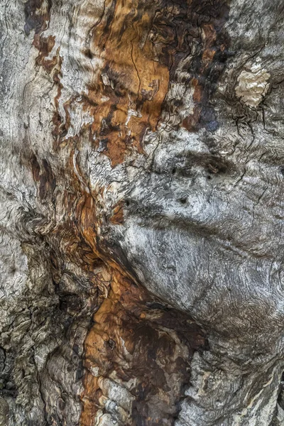 Stara Pomarszczona Struktura Kory Drzewa — Zdjęcie stockowe