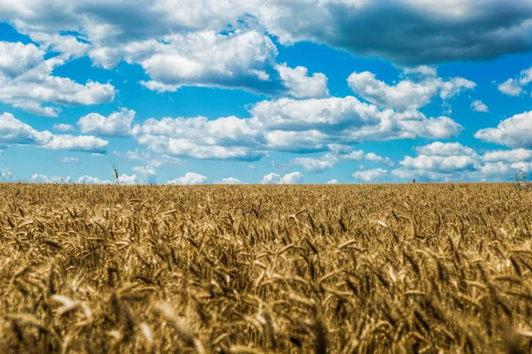 La ricca raccolta del grano — Foto Stock